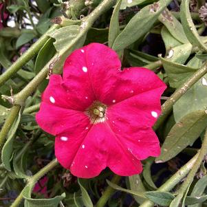 Petunia 'Rose (seed)'