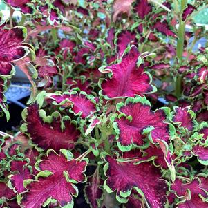 Coleus (Solenostemon) 'Rose (seed)'