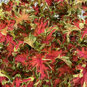 Coleus (Solenostemon) 'Scarlet (seed)'