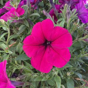 Petunia 'Purple Gen 2 (seed) Exp'
