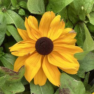 Rudbeckia 'Rudbeckia (seed) Exp'