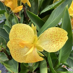 Canna 'Yellow (seed)'