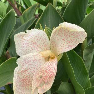 Canna 'White (seed)'