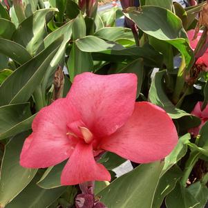 Canna 'Rose Dark Bud'