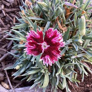 Dianthus 'Raspberry Jam PPAF'