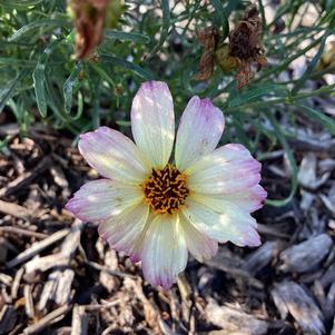 Coreopsis 'Jewel'