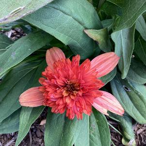 Echinacea 'Coral'