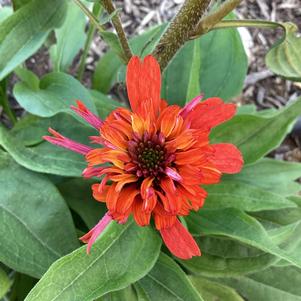 Echinacea 'Spicy'