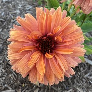 Echinacea 'Apricot'