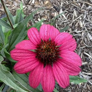Echinacea 'Berry'