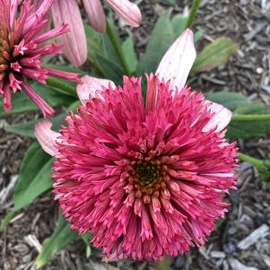 Echinacea 'Pink'