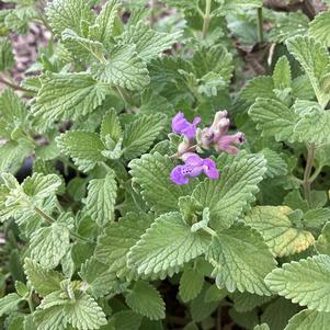Nepeta 'Blue'