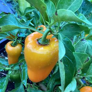 Pepper - Edible Vegetable Trial 'Lemon Delite (seed)'