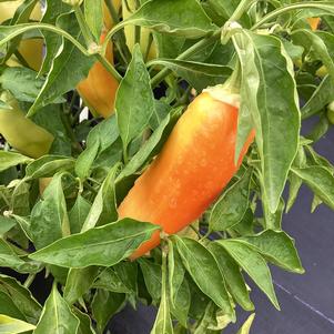 Pepper - Edible 'Lola'
