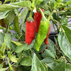 Pepper - Edible 'Takara'