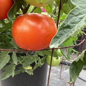 Tomato 'Roadster'