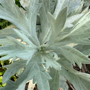 Artemesia 'Silver Lining'