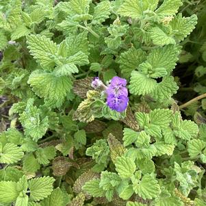 Nepeta 'Chartreuse on the Loose'