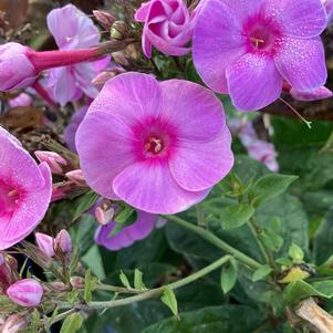 Phlox paniculata 'Prismatic Pink'