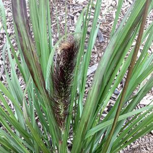 Ornamental Grasses Pennisetum aloepecuroides 'Water to Wine'
