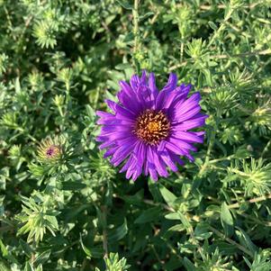 Aster 'Thunderdome'