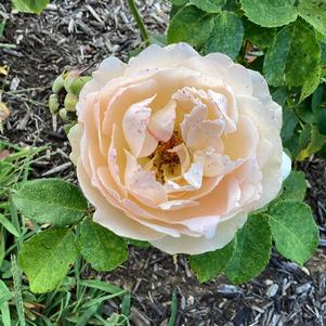 Rose 'BA001A Apricot'
