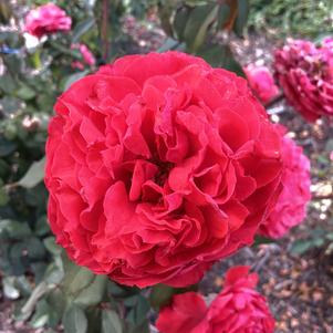 Rose 'FS118T Orange'