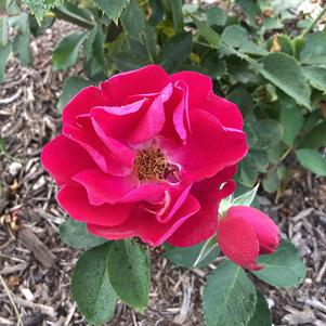 Rose 'P2046L Lavender Pink'