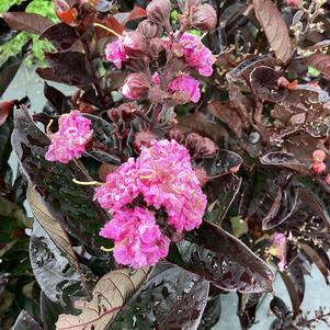 Lagerstroemia 'Beverly Hills&trade; PPAF'