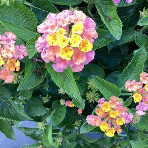 Lantana 'Sunset'