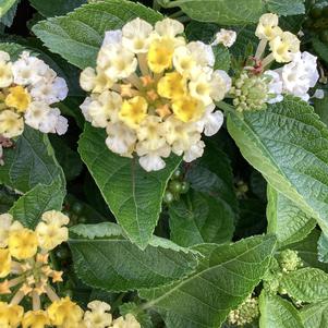 Lantana 'Citrus'