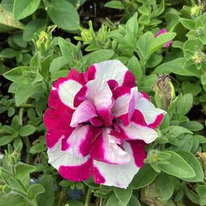 Petunia 'Pinkerbell 2024'