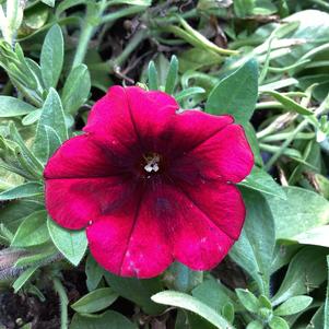 Petunia 'Burgundy NP 93 (Intrinsa)'