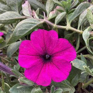 Petunia 'Neon (Smartunia) (Intrinsa)'