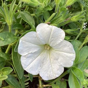 Petunia 'White 2024 (Intrinsa)'