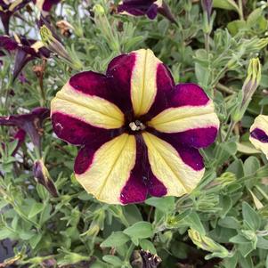 Petunia 'Windmill Black (Smartunia) (Intrinsia)'