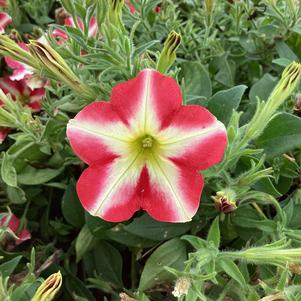 Petunia 'Windmill Red (Smartunia) (Intrinsa)'