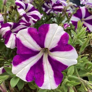 Petunia 'Blue 2024 Exp.'