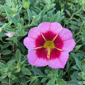 Calibrachoa 'Tiki Soft Pink'