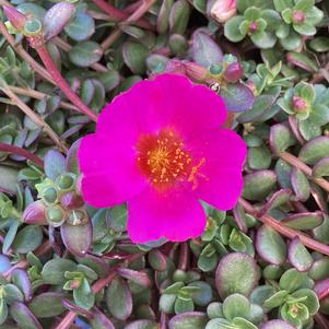 Portulaca (Purslane) 'Grape Jelly 2024'