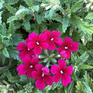 Verbena 'Burgundy 2024'