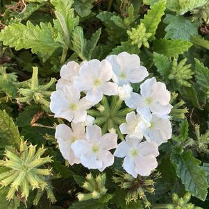Verbena 'White 2024'