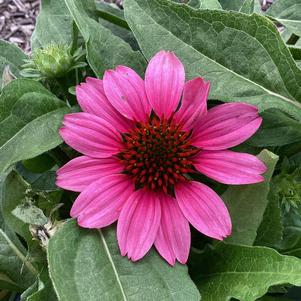 Echinacea 'Pink'