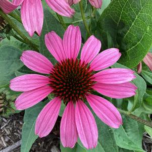 Echinacea 'Fuchsia'