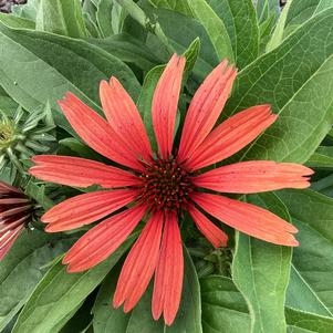 Echinacea 'Orange'