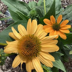 Echinacea 'Mango'