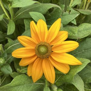Rudbeckia 'Ophelia'