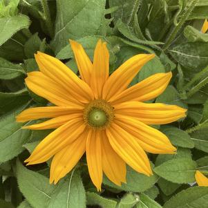 Rudbeckia 'Juliana'
