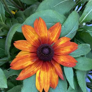 Rudbeckia 'Luna'