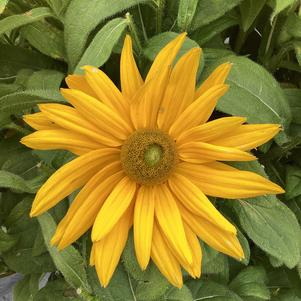 Rudbeckia 'Laura'